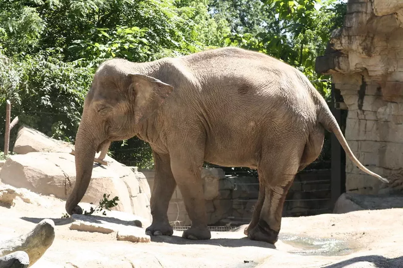 Raja the elephant being born in 1992 might've been the decade's biggest cultural moment in St. Louis. Sure, we've been visited by a pope and Beyoncé, but it was an event when Raja was born and every school-age kid in St. Louis tried to help the Saint Louis Zoo name him. All of the elementary schools held contests to help out. Eventually "Raja" became the name for our favorite little elephant. (Want to feel old? Today he's a father of three.)