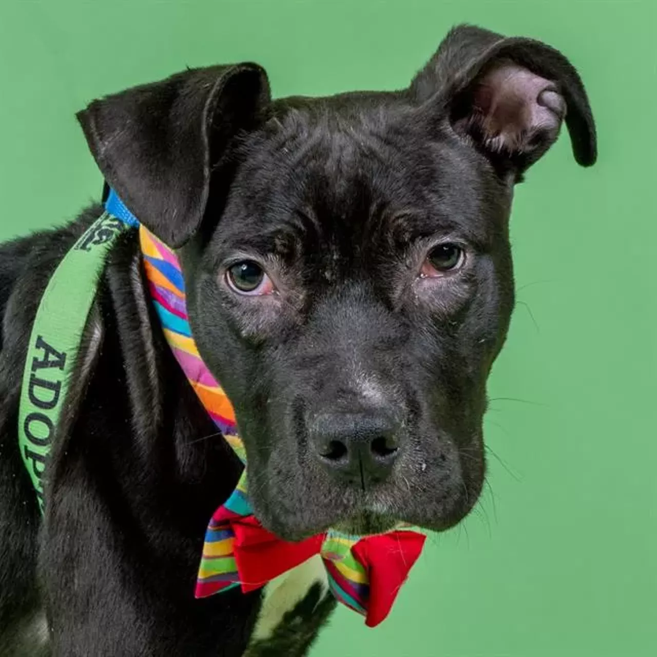 Meet Baxter Baxter has the soul of a stoner and the fashion sense of an icon (just look at that bow tie!). He is a neutered black and white terrier mix and his expressive ears make up for any 1,000 yard stare he could give you. Shelter staff estimate Baxter is still a puppy at 6 months old and he weighs just over 33 pounds. He has lived at the Humane Society of Missouri -St. Louis City since Jan 31, 2024 and is looking for a forever home.