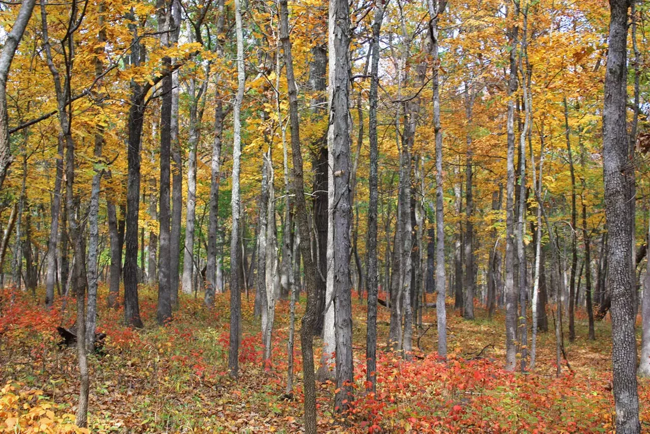 That's not all that gives St. Francois State Park bragging rights. If you're looking to stay overnight, you can choose from more than 100 campsites here -- complete with restrooms, showers and laundry facilities to boot. There are also plenty of picnic sites and two covered shelters.
