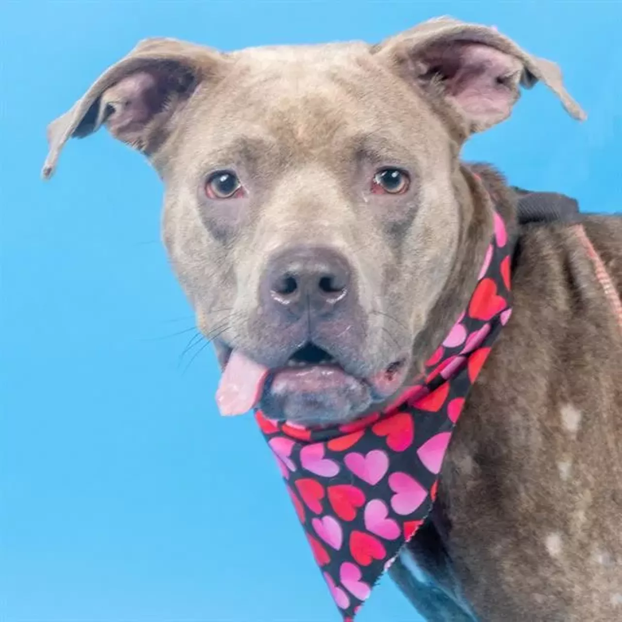 Meet Grammy Grammy looks like she&rsquo;s up for spending a day watching cartoons on the couch with you while you take an edible, smoke a fat one, or do whatever it is RFT readers do with their weekends. She is a spayed brown and white pitbull terrier mix who is estimated to be one year and seven months old. She has been at Humane Society of Missouri -St. Louis City since Feb 8, 2024, and may be Baxter&rsquo;s smoking buddy.