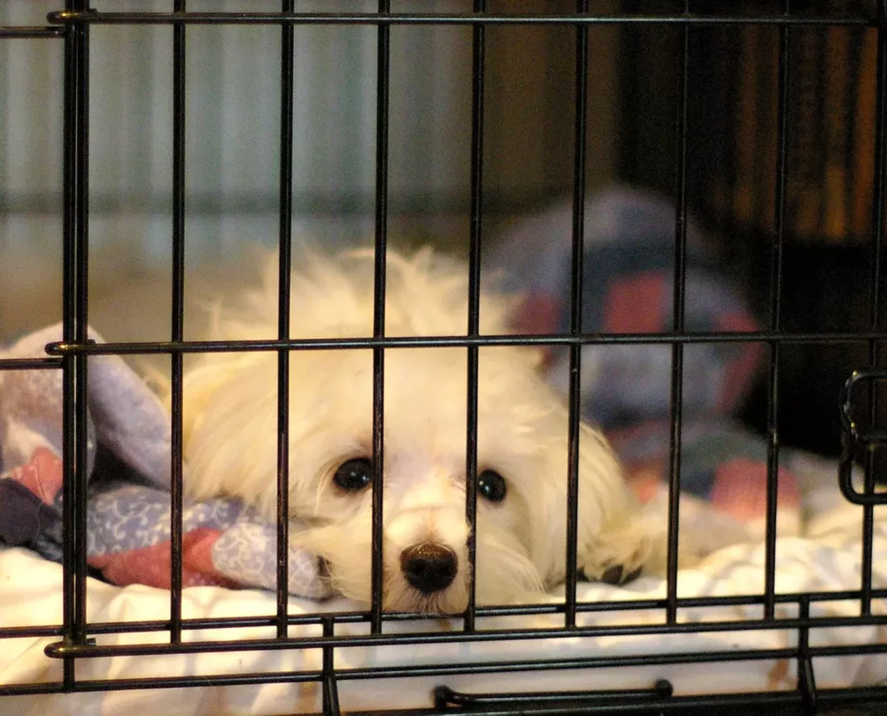 Get a pet Animal Protective Association (1705 S Hanley Rd.; 314-645-4610) If you've been thinking about it, now is the time. Chances are you'll be spending more time at home while you adjust to your new schedule and priorities, so there's no better time to bring a new furry bit of love into your life. Your new dog or cat won't judge you, they'll just love you. And that might be exactly what you need. Check it out here. Photo courtesy of Jill Encarnacion / Flickr