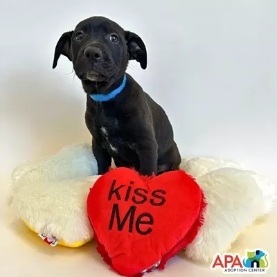 Sweethearts &amp; Snuggles Spend Valentine&rsquo;s Day at the Animal Protective Association of Missouri (1705 South Hanley Road, Brentwood) for a one-of-a-kind date night that includes cuddles and playtime with adoptable pets, cocktails and hors d&rsquo;oeuvres. From 5 to 7 p.m., this 21-and-older event will allow you and your loved one to create heartwarming memories with some furry friends. Tickets are $40 and can be purchased on Eventbrite&rsquo;s website.