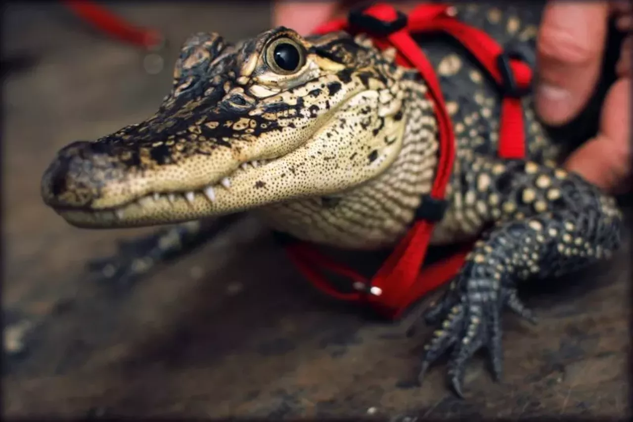 Elvis the alligator prepares for for its runway debut!