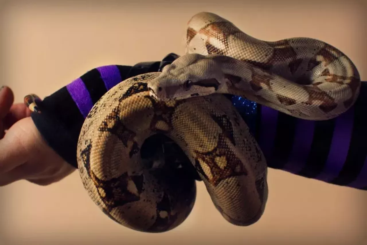 Trance, the Ball Python, keeping its cool.