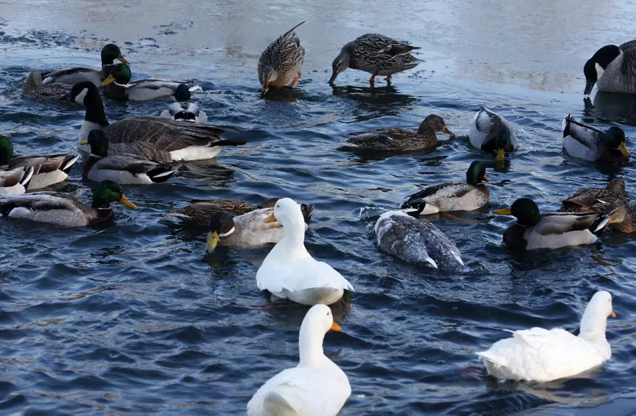 Feed the ducks at Lafayette Park. No matter the weather, they're ready and waiting for you to bring them a snack. When you're done with that, the surrounding streets are lovely for wandering. Photo courtesy of Flickr / Dave Thompson.