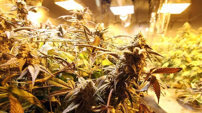 Weed plants