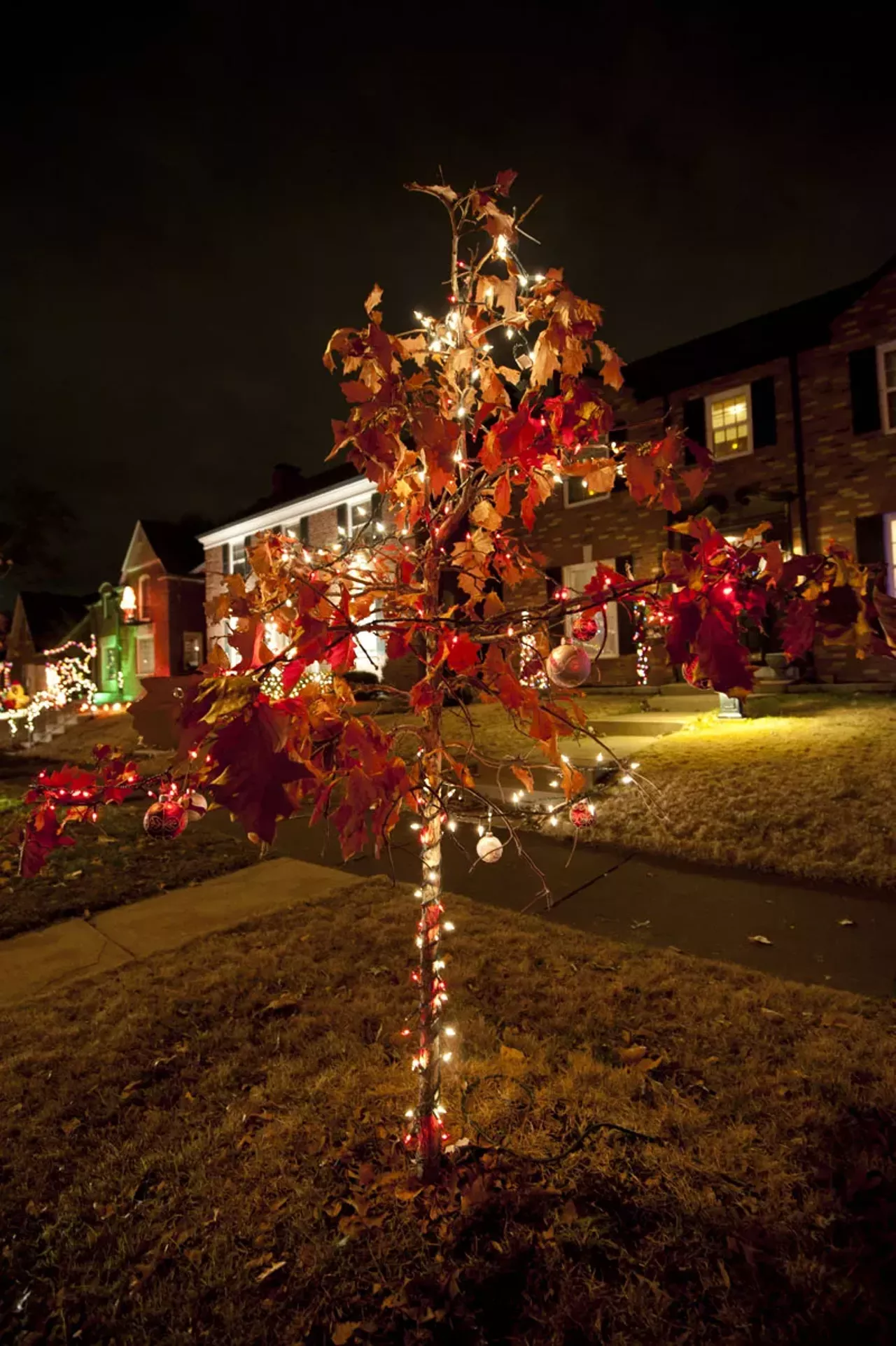 The sights on "Candy Cane Lane" (aka the 6500 block of Murdoch Avenue).
