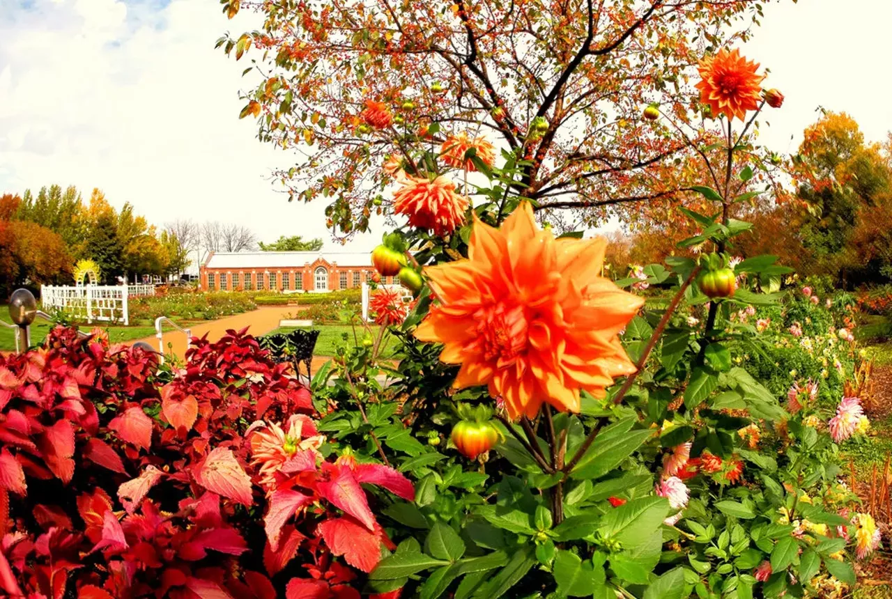 Wander the Missouri Botanical Garden. This beauty is free from 7 a.m. to noon on Wednesdays and Saturdays if you can prove you're a St. Louis city or county resident. Photo courtesy of Flickr / Bob Bawell.