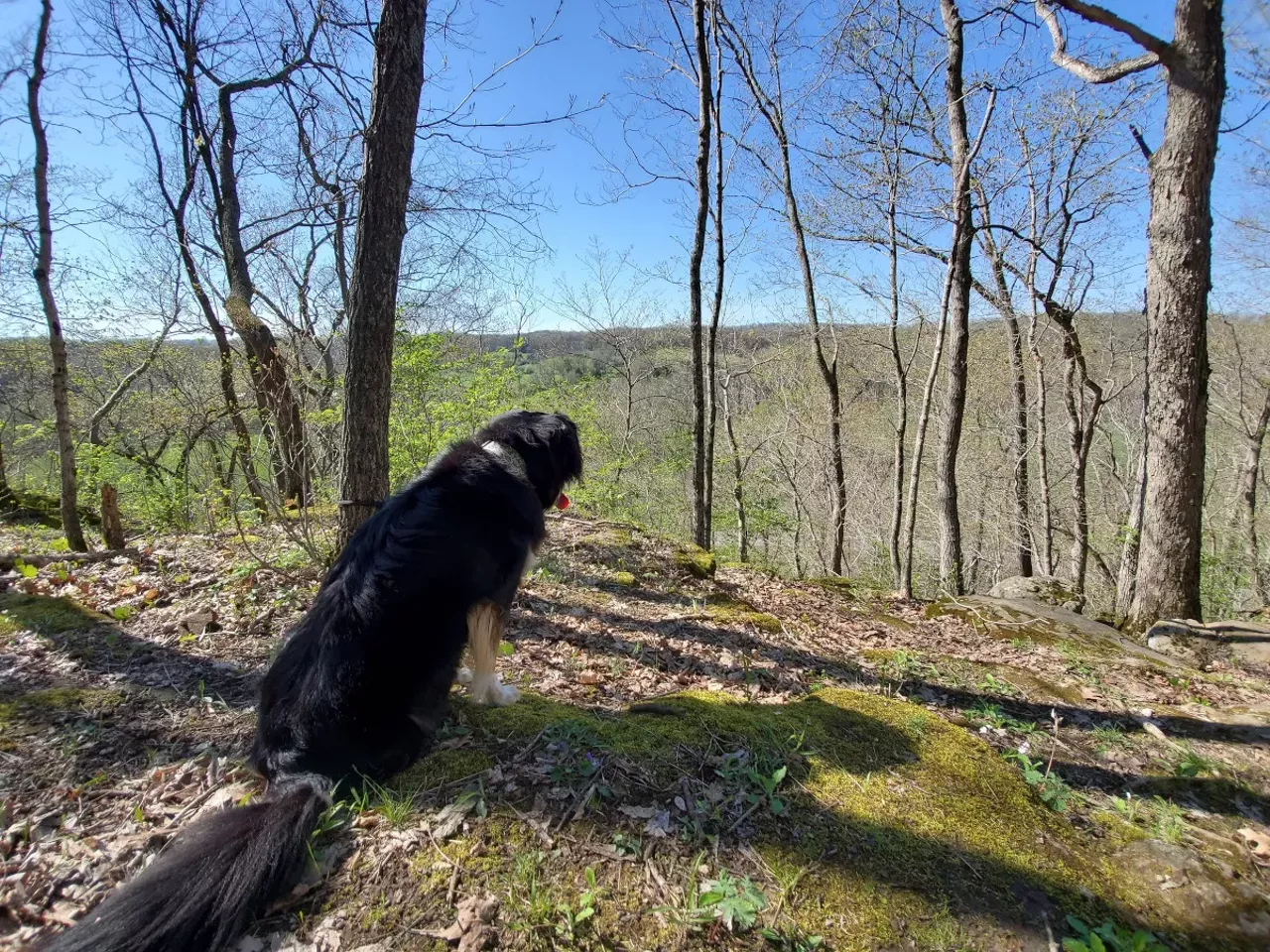 A dog looks over an overlook at Babler Memorial State Park.