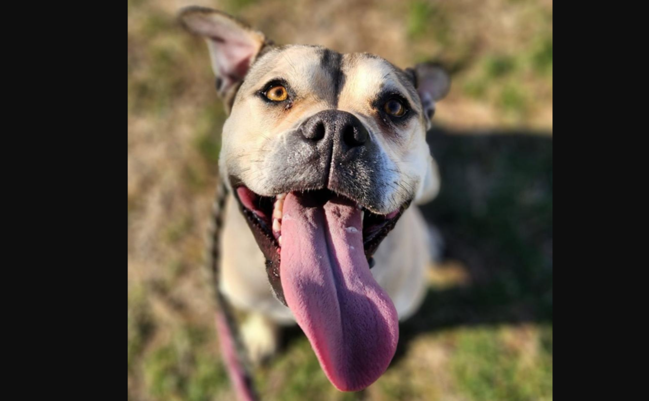 Meet Cordova Cordova and her massive tongue are ready to come into your home to give you plenty of puppy kisses! According to CARE STL she is kid- and people-friendly and may be integrated into a home with other dogs. She is 50 pounds, free to adopt and currently living in a foster home.&nbsp; &ldquo;She's still a young girly and likes to be active. She is surprisingly quiet in a home and doesn't seem to be much of a barker. Cordova would appreciate a home where she can be around people a lot and get plenty of play time. She is eager to please and would love to learn more basic training skills,&rdquo; according to CARE STL.&nbsp;