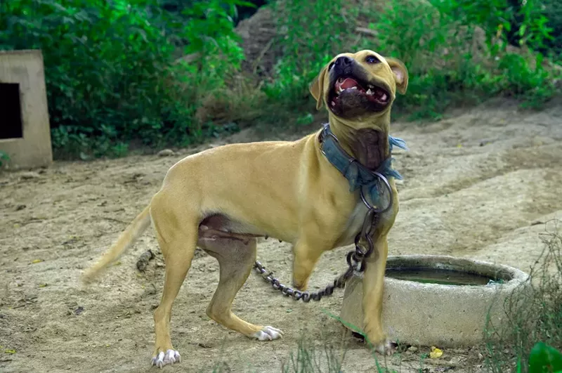 Dharma, also rescued at the Hannibal property, has only three legs. Veterinarians said the amputation was an amateur attempt by fighters. - Mike Bizelli