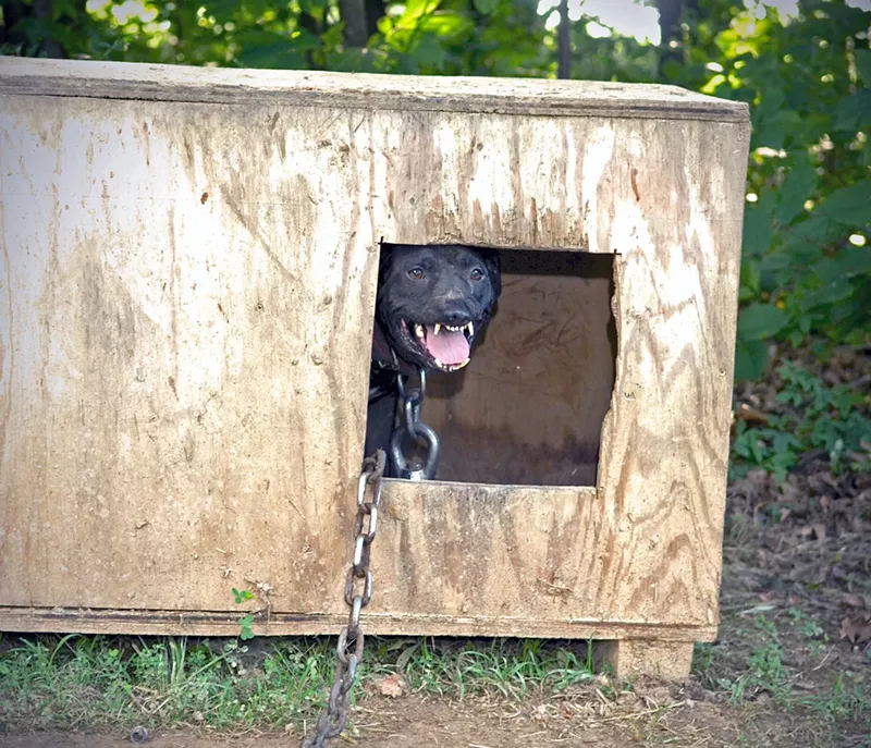 Fay, lipless, sits in a plywood box with a heavy chain around her neck. 'It's very common in a fight for two dogs to hook on to each other's lips and continue to fight, so what the handlers will do to release them is to cut their lips off,' Tim Rickey explains in Bizelli's book, Last Day On A Chain. - Mike Bizelli