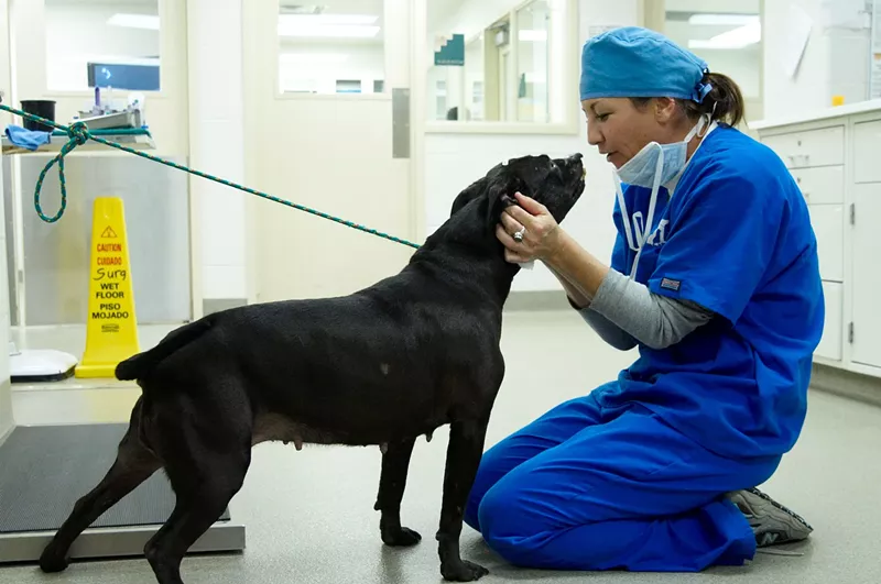 Fay prepares for a spay surgery at the Humane Society of Missouri. - Mike Bizelli
