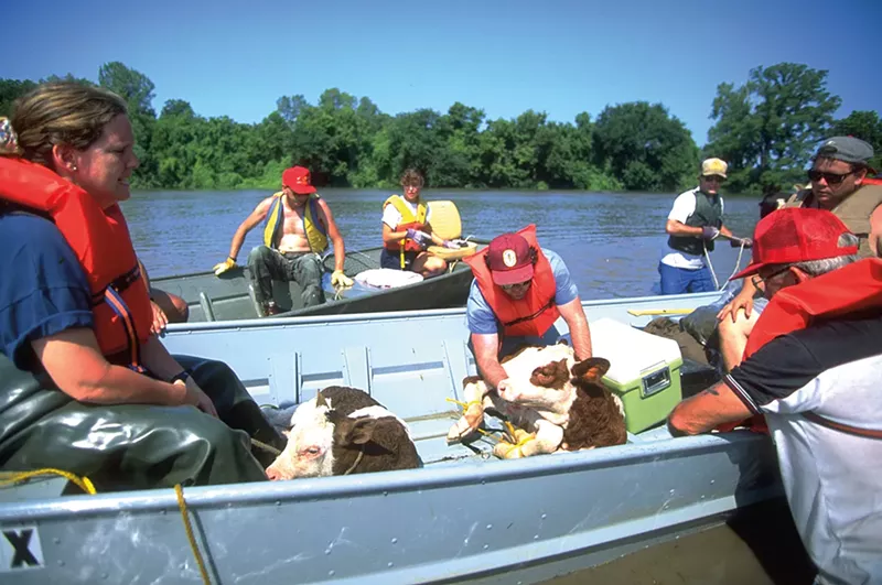 People work to save cows and pigs from the floodwaters. - ANDREA BOOHER/ FEMA PHOTO