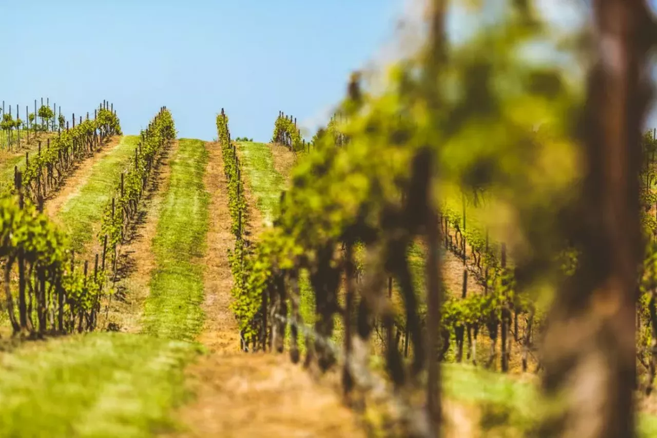 Today, Chaumette sits on 310 acres of land. Grapevines take up 30 acres of that land. It also consists of a tasting room and a wine resort, which includes private villas, a pool, a full-service restaurant and a spa. Photo courtesy of Chaumette Vineyards and Winery.