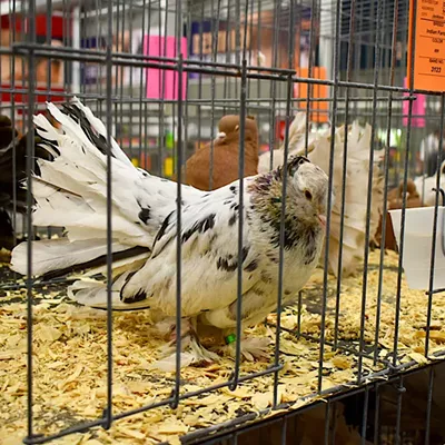 Image: Pigeon Fanciers Came to Roost in St. Louis — and Cool Birds, Too