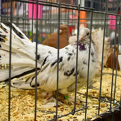 Image: Pigeon Fanciers Came to Roost in St. Louis — and Cool Birds, Too
