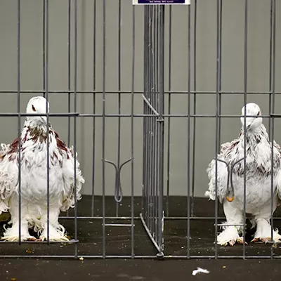 Image: Pigeon Fanciers Came to Roost in St. Louis — and Cool Birds, Too
