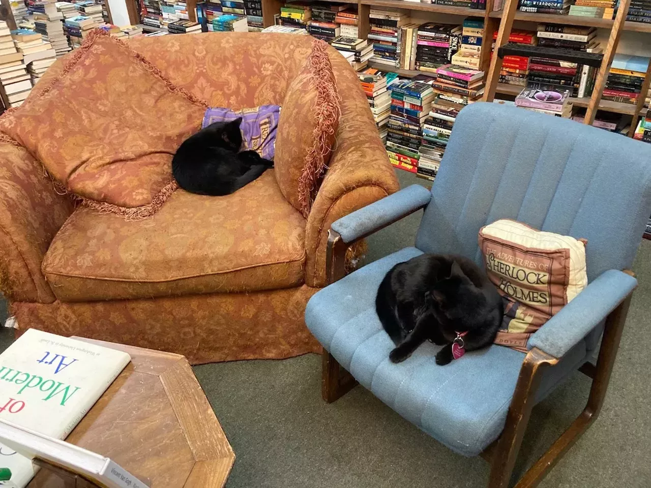  Next I made my way to the Book House, a throwback independent bookstore with tomes crammed into mile-high shelves, and everything else stacked up waist-high on the floor. I briefly chatted with owner Michelle Barron about the nearly 40-year history of the business, her cats Zelda and Gatsby (whom I am also allergic to), and the reassuring book she was currently reading, The Ends of the World: Volcanic Apocalypses, Lethal Oceans, and Our Quest to Understand Earth's Past Mass Extinctions. 