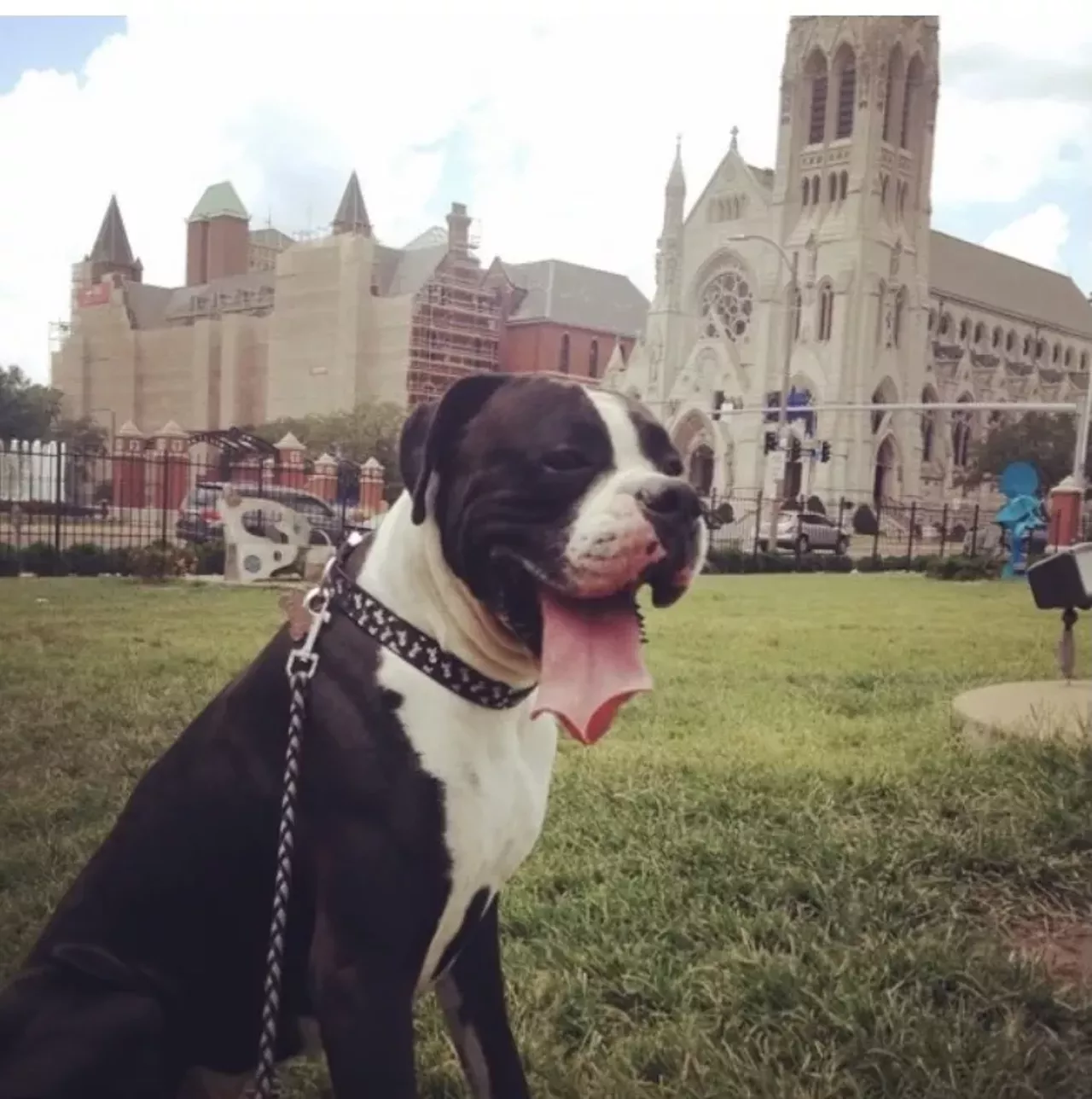 Ellen Clark Sculpture Park (1 North Grand Boulevard, St. Louis) Photo credit: Sir Titus The Boxer / @sirtitustheboxer on Instagram