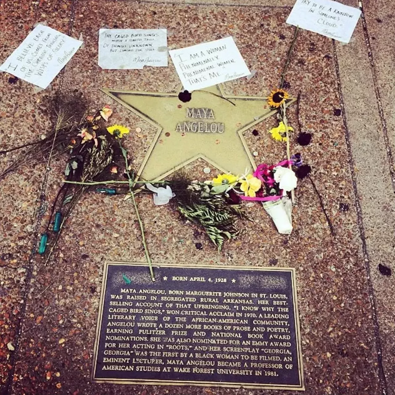 Maya Angelou's star on the St. Louis Walk of Fame Though be warned: It's not always dressed up in pretty flowers and such. Photo courtesy of Instagram / moonrisehotel.