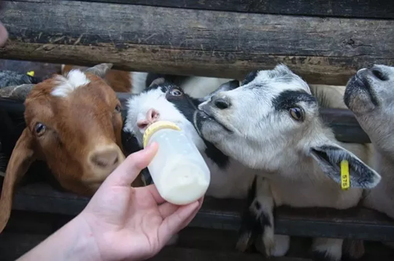 Grant's Farm (10501 Gravois Road, 314-577-2626) Need to get the kids out of the house but also wouldn't mind a brew? Not only is Grant's Farm free but they also give the adults two free beers in the biergarten. Feeding goats is cool, but feeding yourself free beer is cooler. Photo credit: Dave Herholz / Flickr