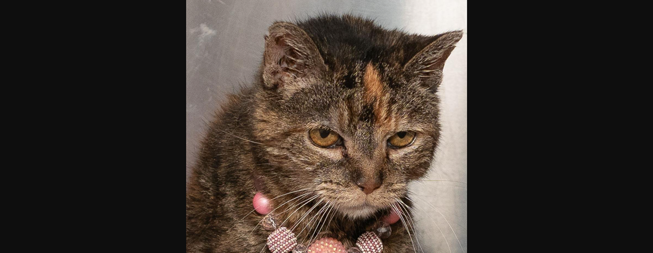 Meet Risa Risa may not be a dog, but she is definitely plotting your demise and the overthrow of the government. Her name is Risa (of no relation to TikTok&rsquo;s Reesa Teesa!) and she&rsquo;s a spry 10 years old. She weighs about 6 pounds and her adoption fee is $50 with CARE STL.