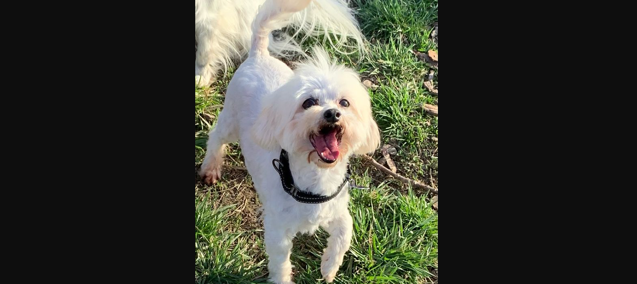 Meet Sunny Sunny is a newbie to the St. Louis Senior Dog Project, and is described as a &ldquo;fluffernutter&rdquo; who is 10-years-old and spent his entire life in a breeding facility. There is a mass on his leg that may be cancer and he is looking for a home while he recovers. The organization says he is happy go-lucky and is learning confidence and how to run around and bark by watching other dogs.&nbsp;