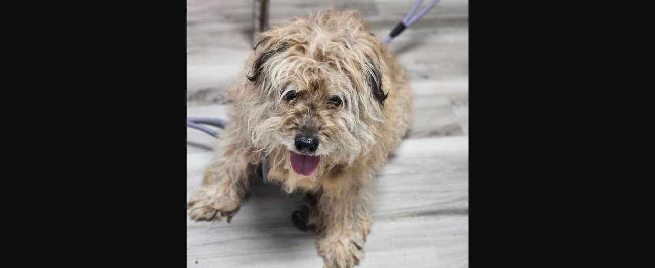 Meet Wilma Wilma with CARE STL is the most loveable mop you&rsquo;ll ever meet! She is free to adopt and estimated to be three years old. She weighs 32 pounds and was taken into the shelter earlier this month.&nbsp;