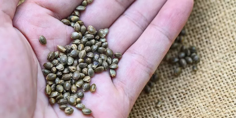 A collection of cannabis seeds, essential for starting a Green Crack grow.