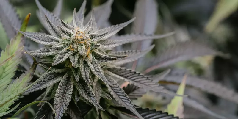 Cannabis plant with dense buds and vibrant green leaves, showcasing the potential of the Green Crack strain.
